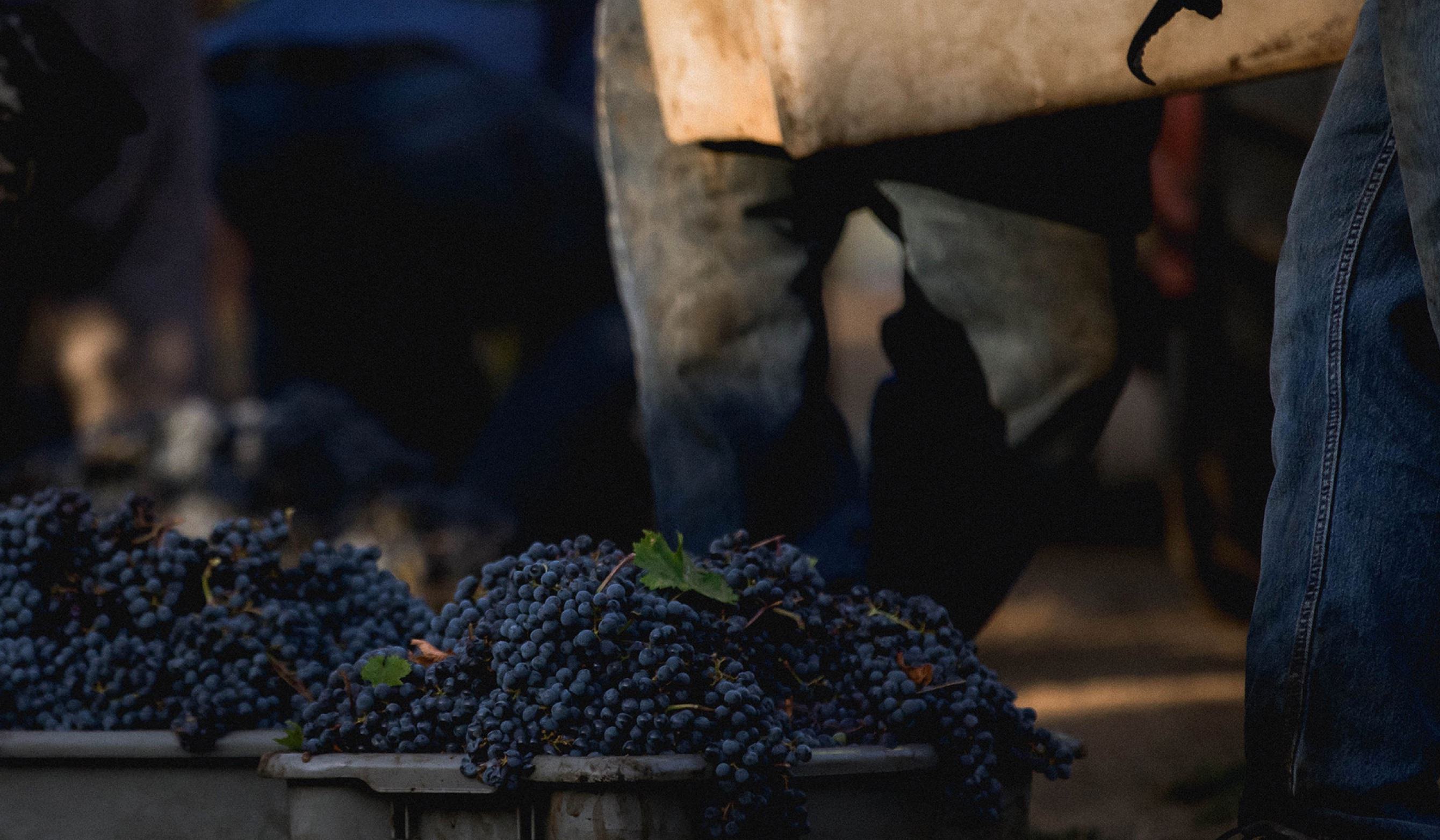 Napa Guided Tour and News