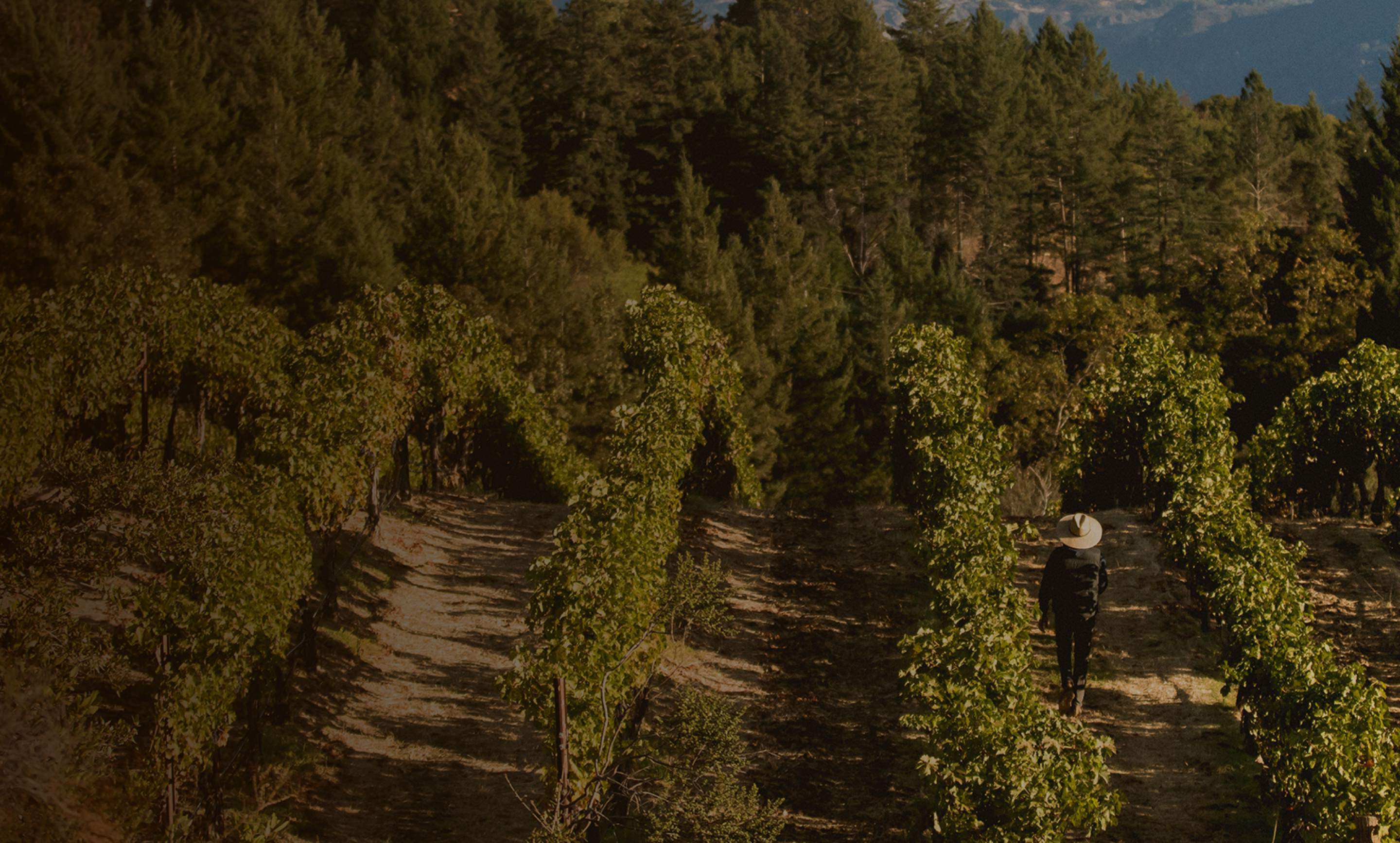 Napa Valley Wine Region