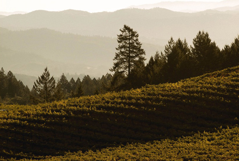 Napa Valley 2000