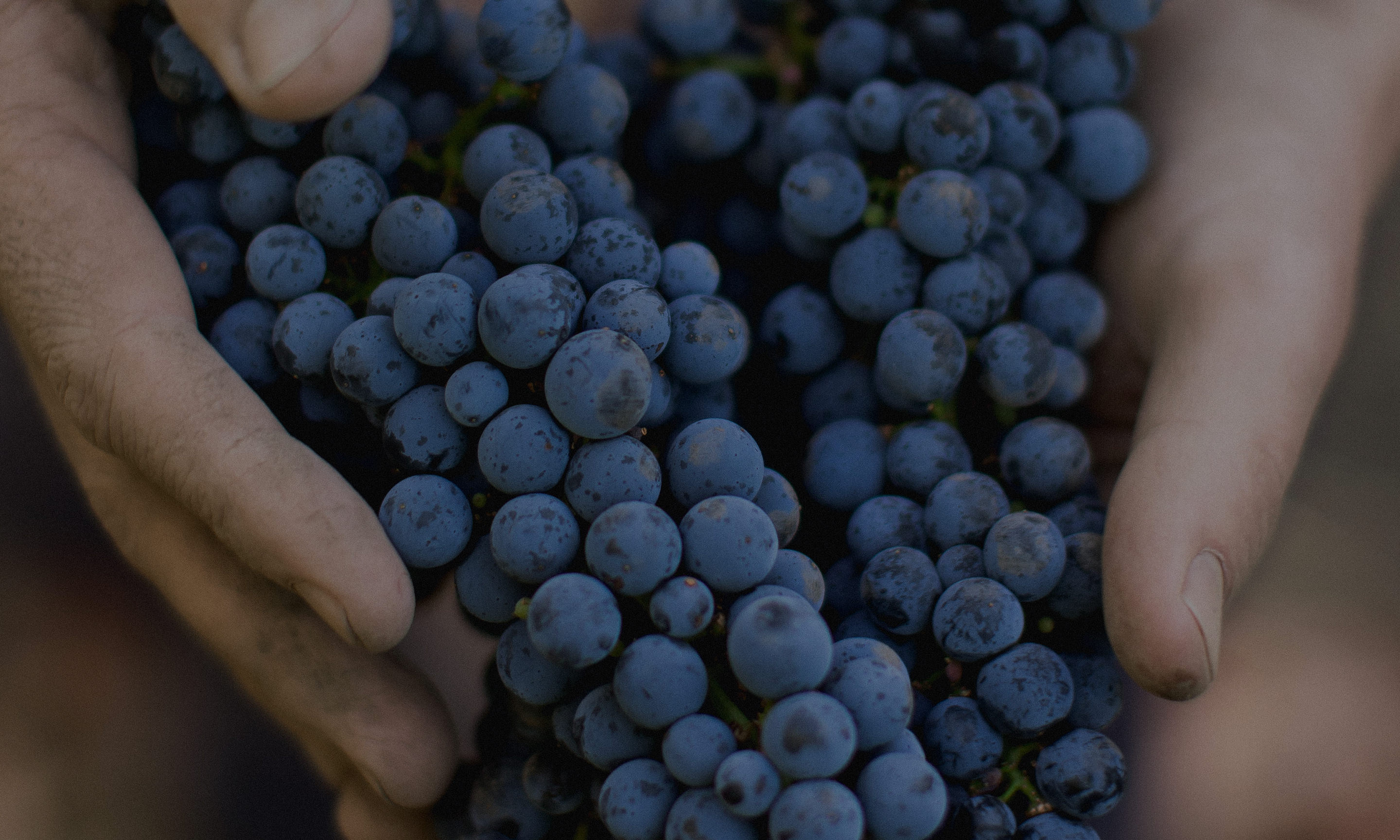 Napa Valley Winemakers