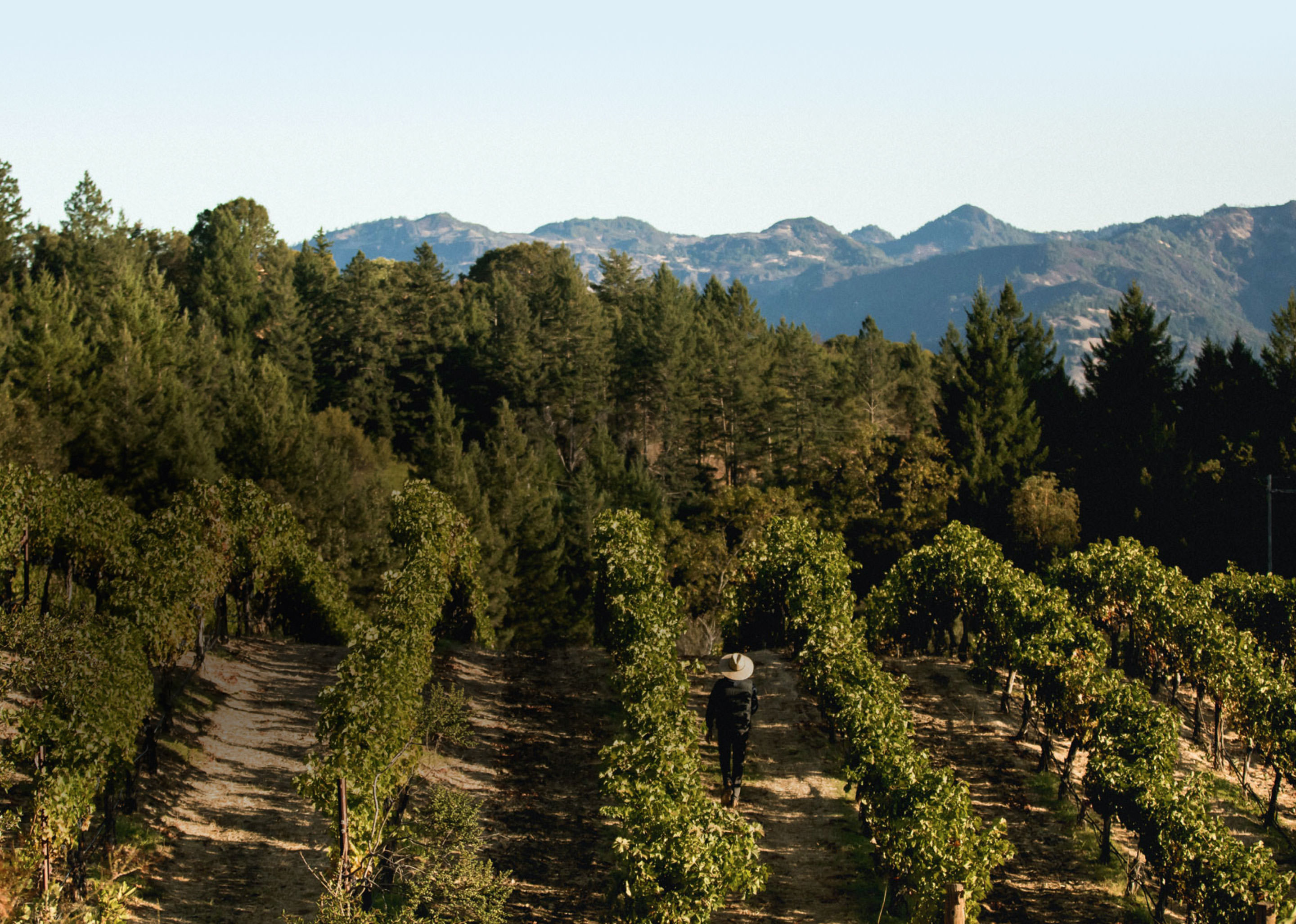 Napa Valley Wine Region