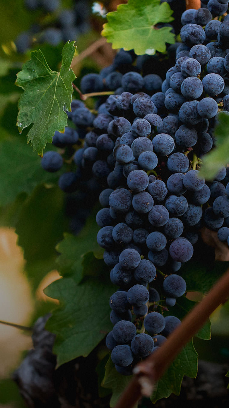 Napa Valley Wine Grapes