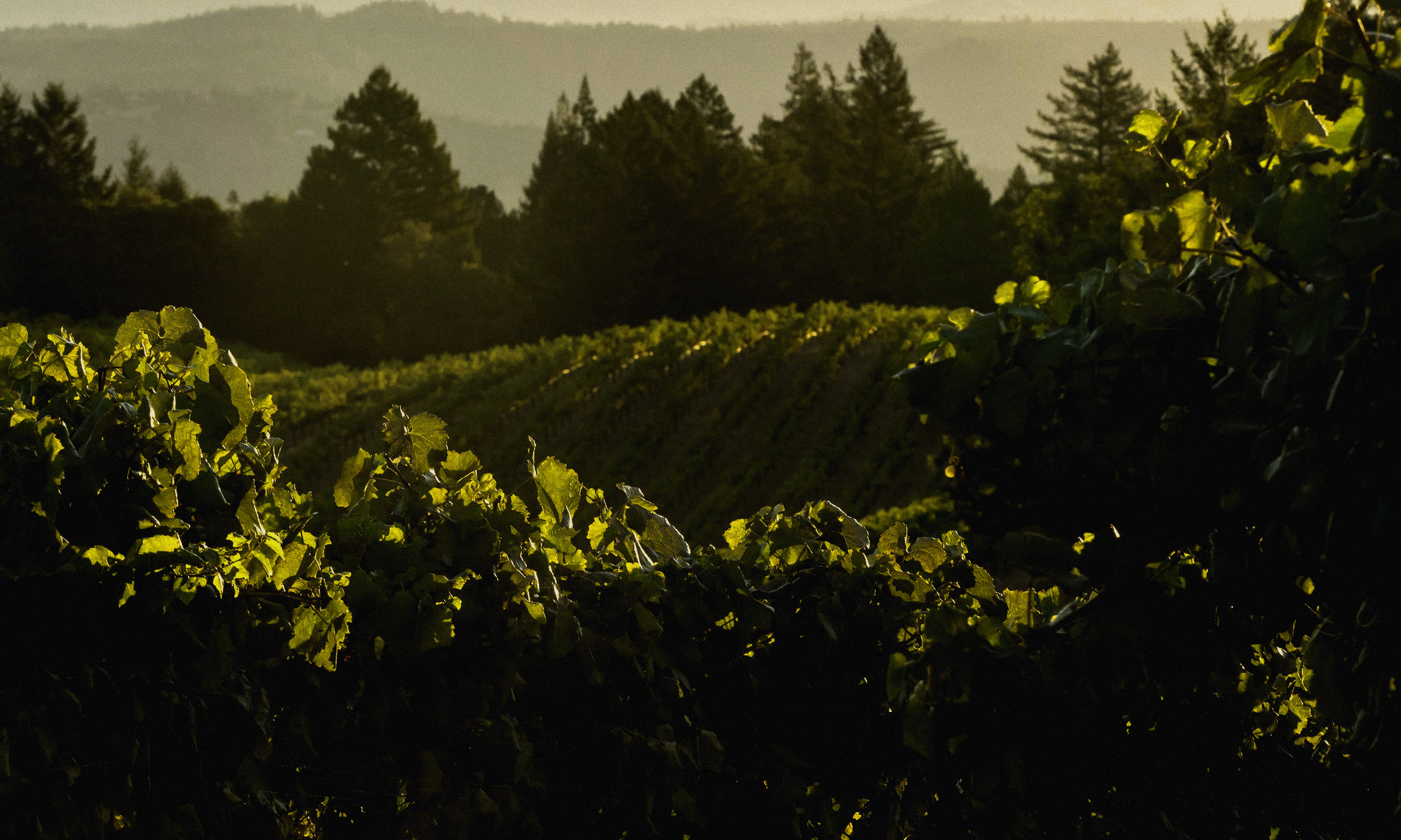 Napa Valley Wineries